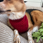 Honey-Croissant Hunde Bandana - Strickmuster