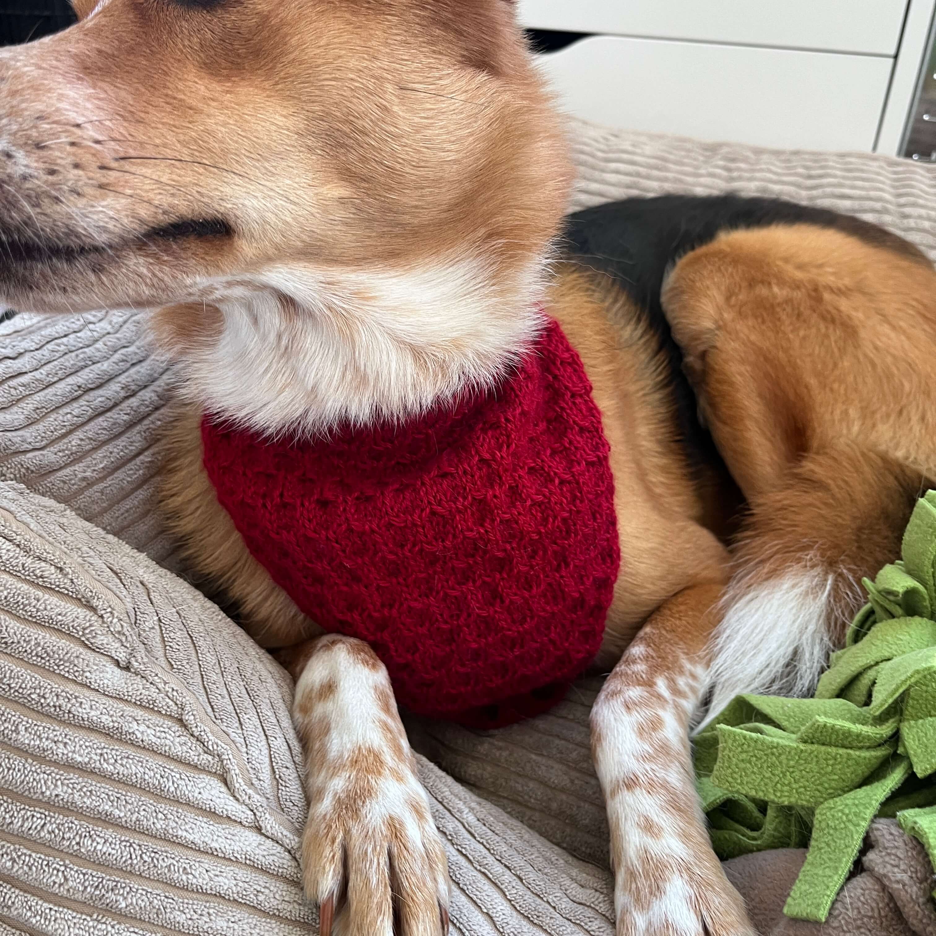 Honey-Croissant Hunde Bandana - Strickmuster