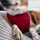 Honey-Croissant Hunde Bandana - Strickmuster