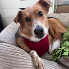 Honey-Croissant Hunde Bandana - Strickmuster