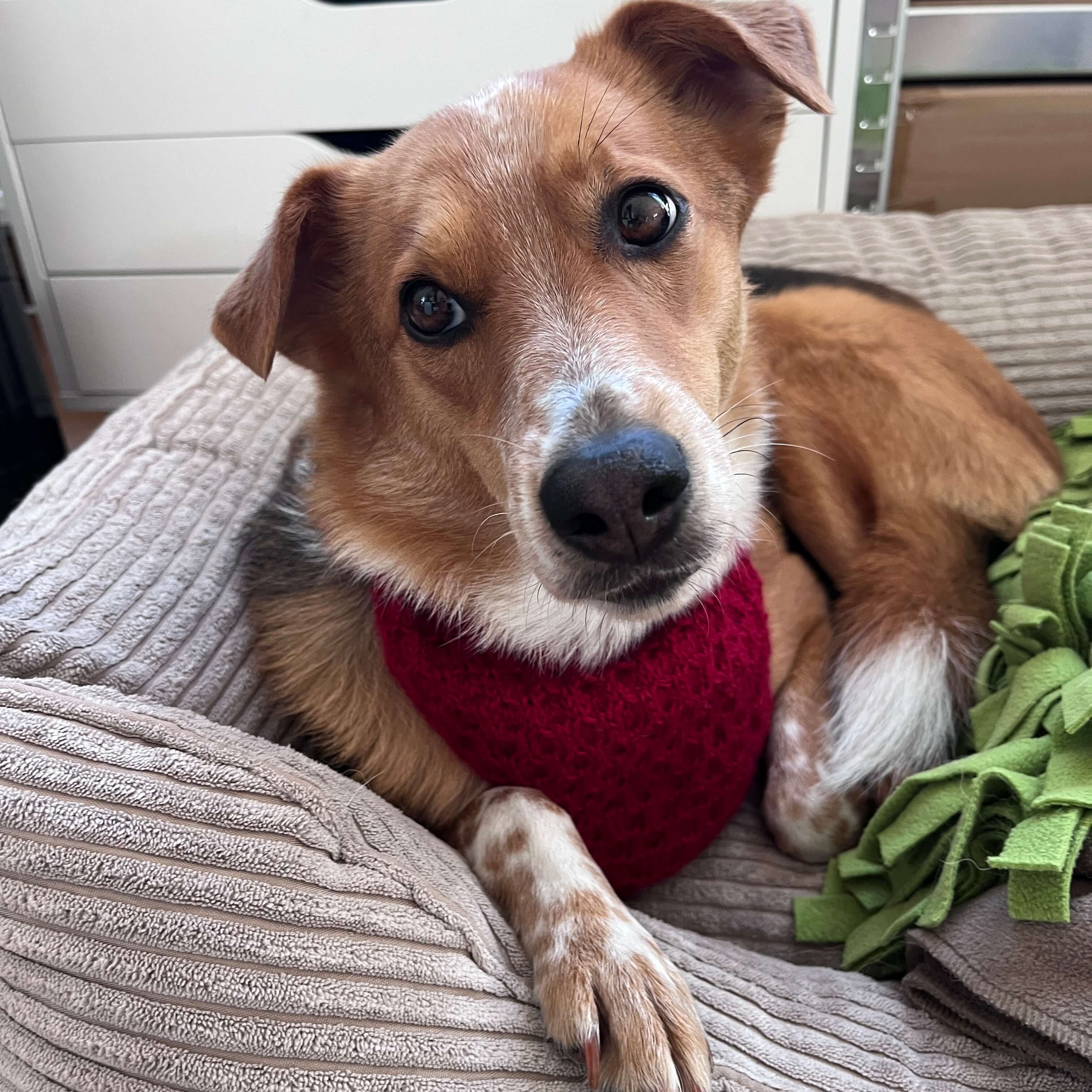 Honey-Croissant Hunde Bandana - Strickmuster