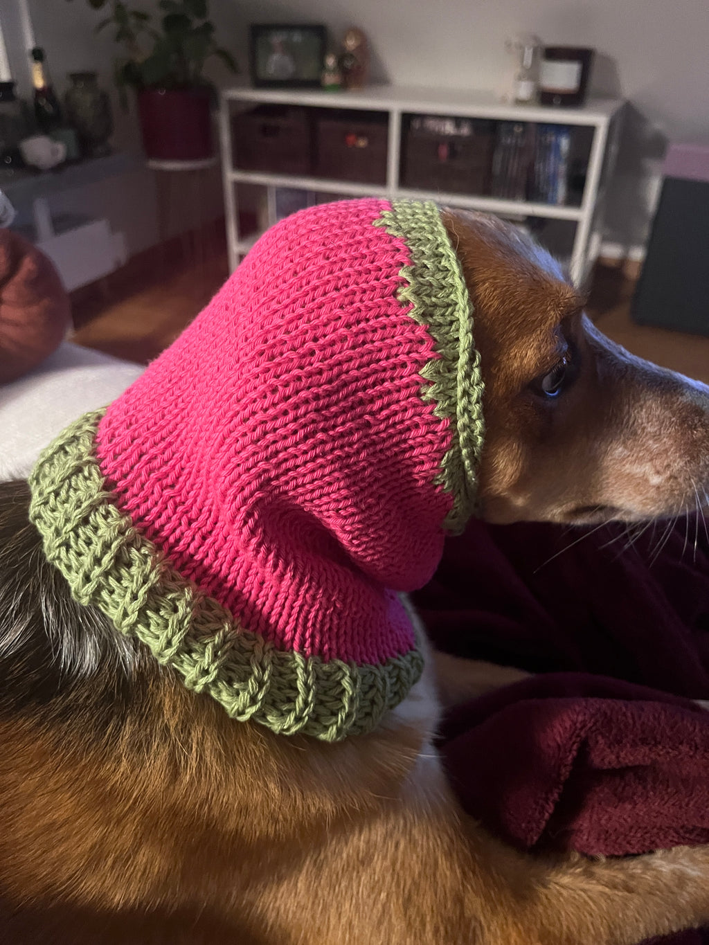 Raspberry Snood - Strickanleitung Hunde Hood - Farbe 8431