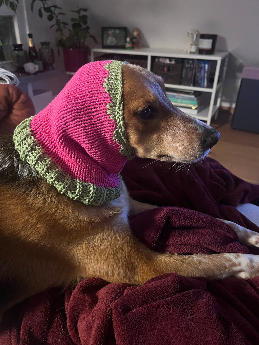 Raspberry Snood - Strickanleitung Hunde Hood - Farbe 8432