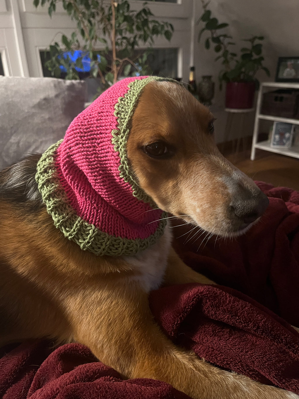 Raspberry Snood - Strickanleitung Hunde Hood - Farbe 8433