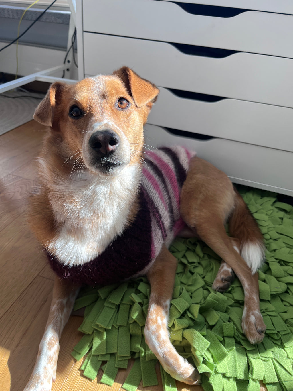 Strickanleitung - Easy Peasy Dog Sweater - Farbe 8679